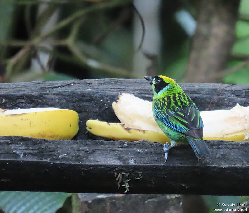 Green-and-gold Tanager