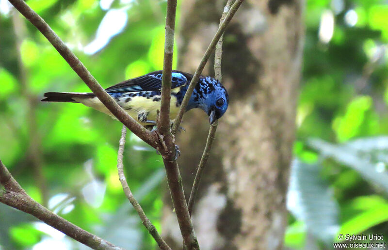 Turquoise Tanageradult