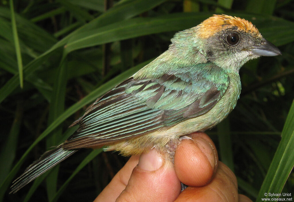 Calliste passevert femelle adulte