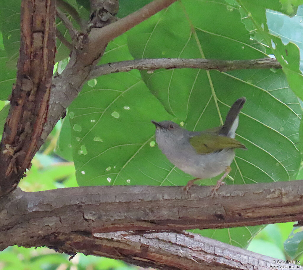 Green-backed Camaropteraadult