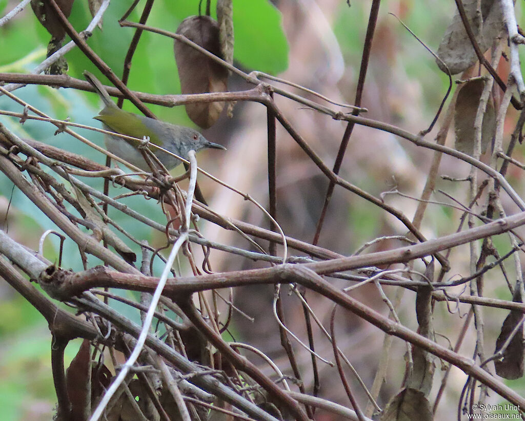 Green-backed Camaropteraadult