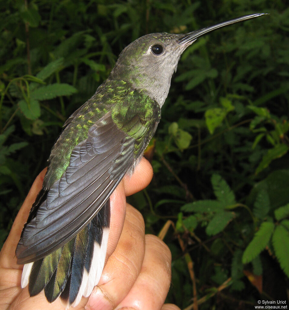 Campyloptère à ventre gris femelle adulte