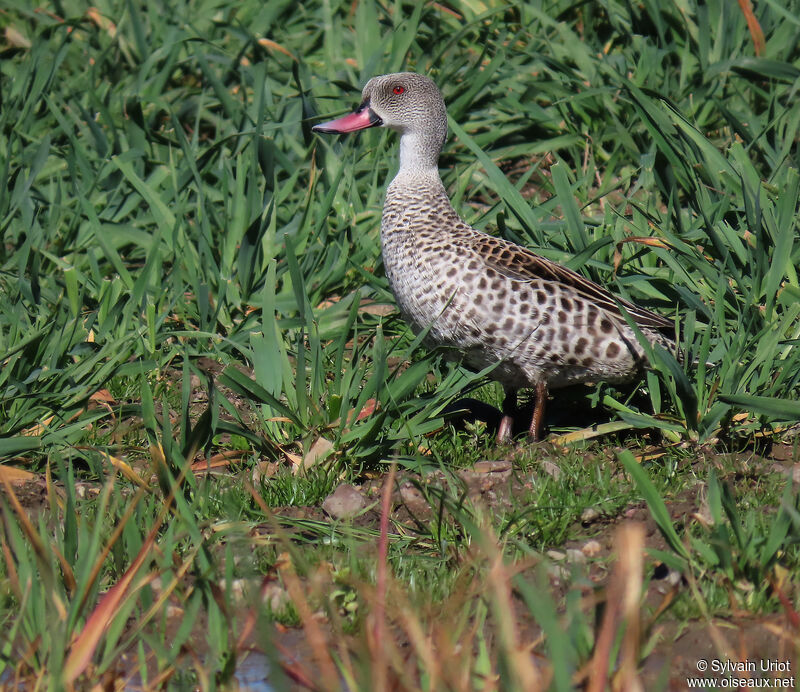 Cape Tealadult