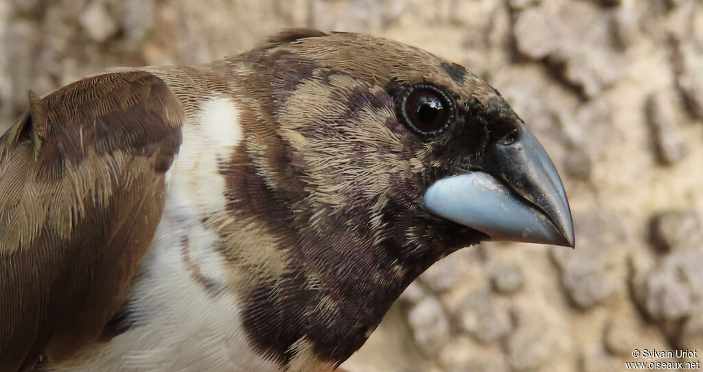 Capucin nonnetteimmature