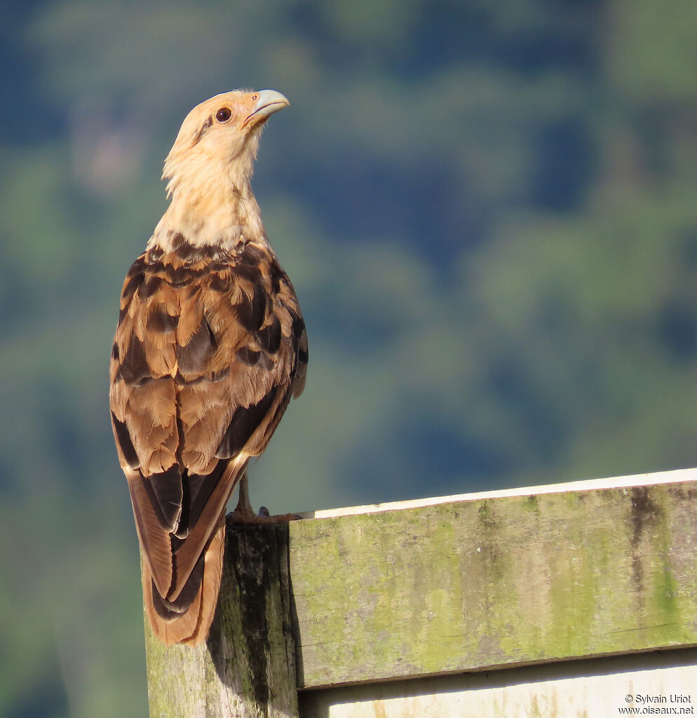 Caracara à tête jauneadulte