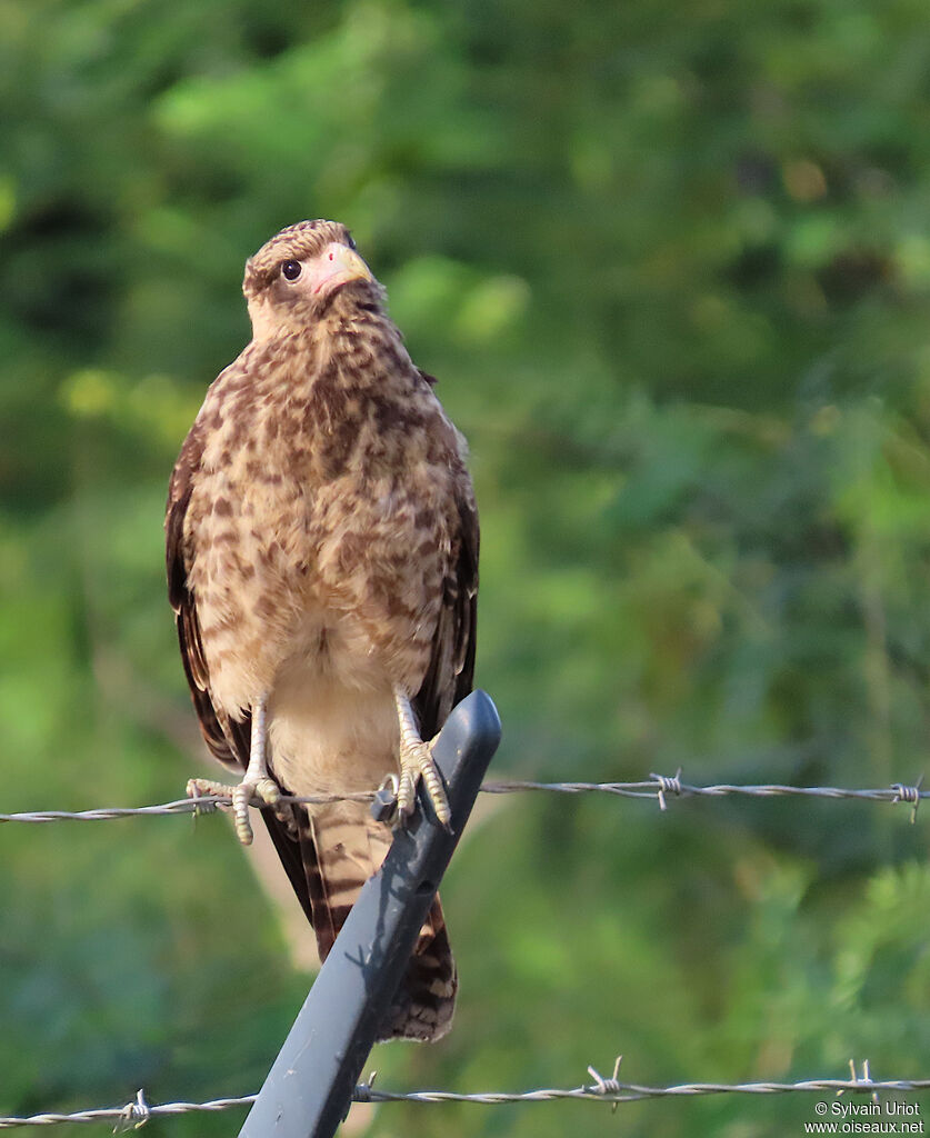 Caracara à tête jaunejuvénile