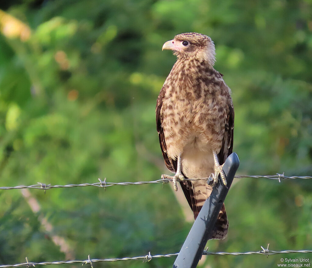 Caracara à tête jaunejuvénile