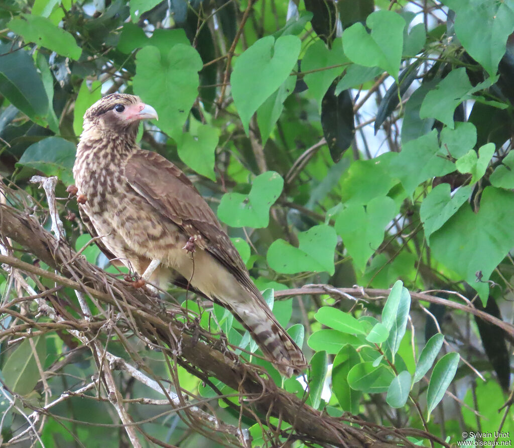 Caracara à tête jauneimmature