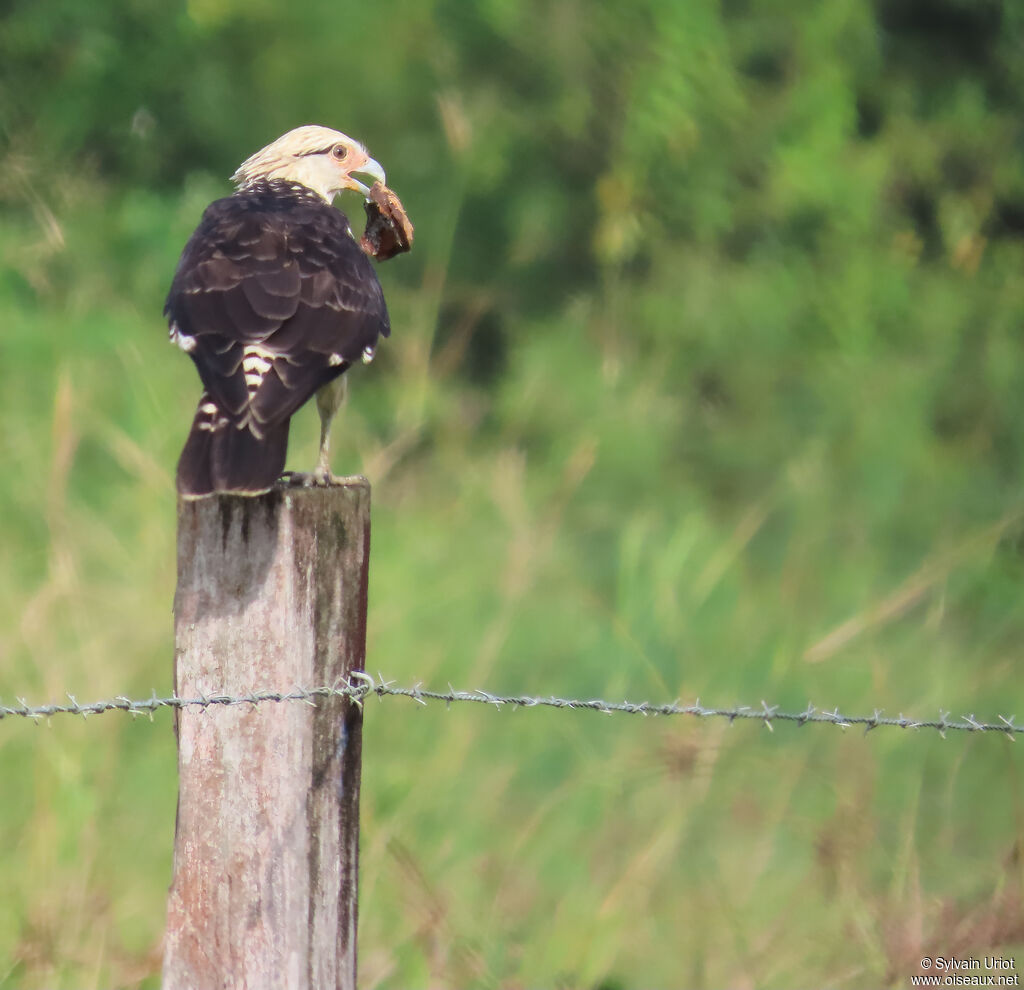 Caracara à tête jaune