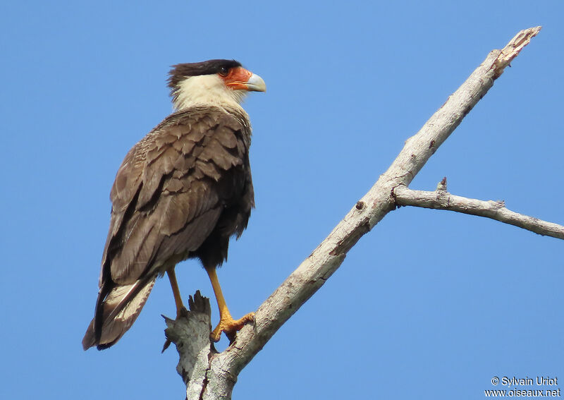 Caracara du Nordadulte