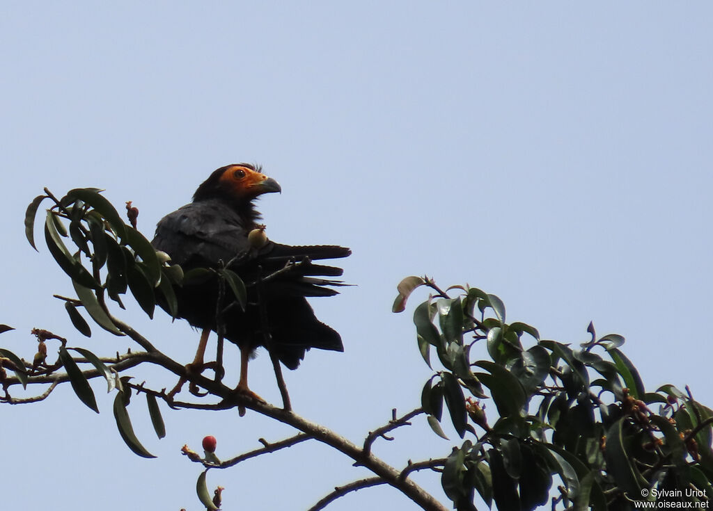 Caracara noiradulte