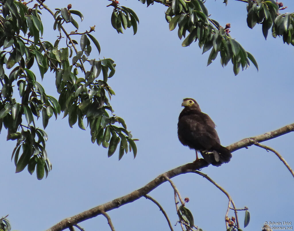 Caracara noirjuvénile