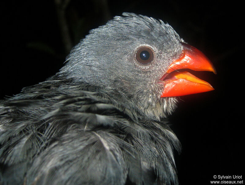 Slate-colored Grosbeak female adult