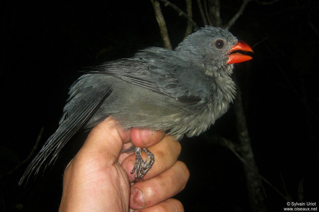 Cardinal ardoisé - Saltator ardoisé<br /> femelle adulte