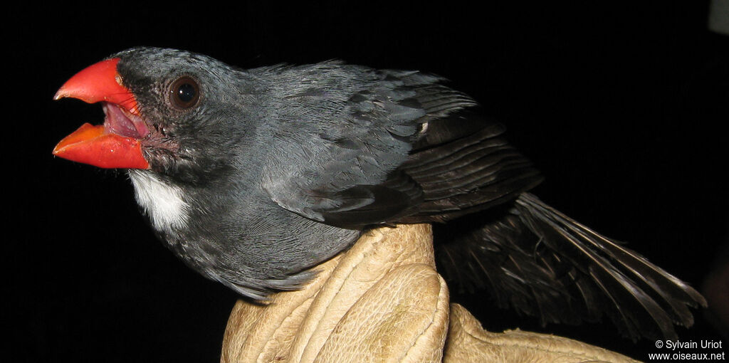 Cardinal ardoisé - Saltator ardoisé<br /> mâle adulte