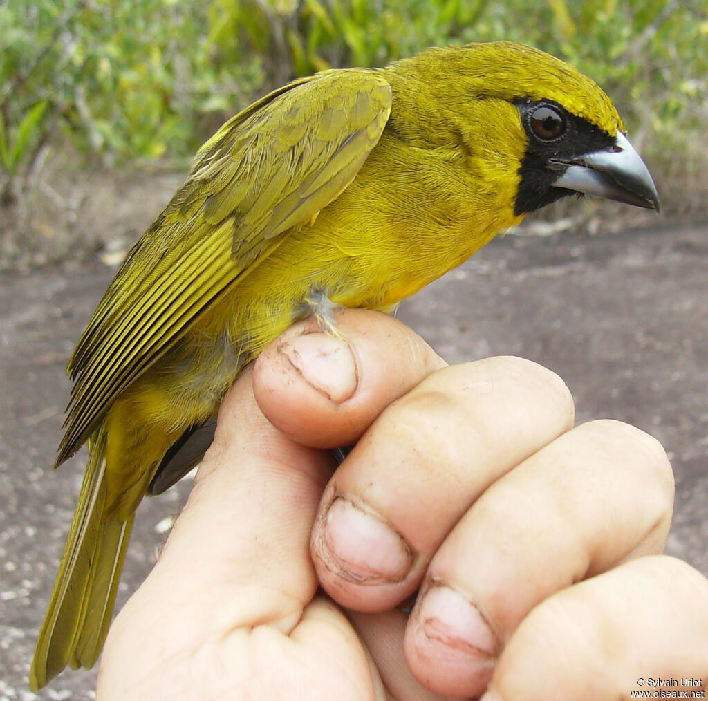 Cardinal flavertadulte
