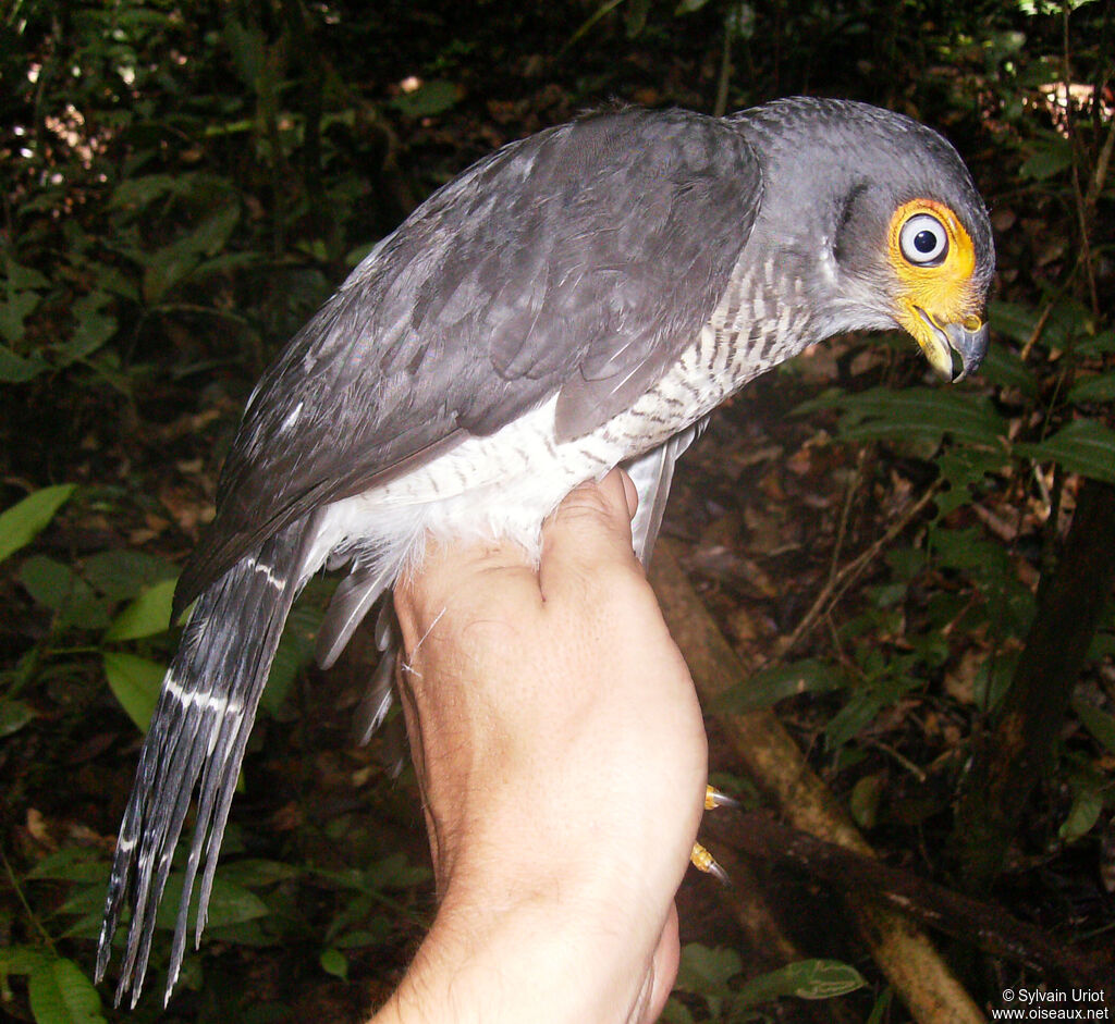 Carnifex à gorge cendréeadulte