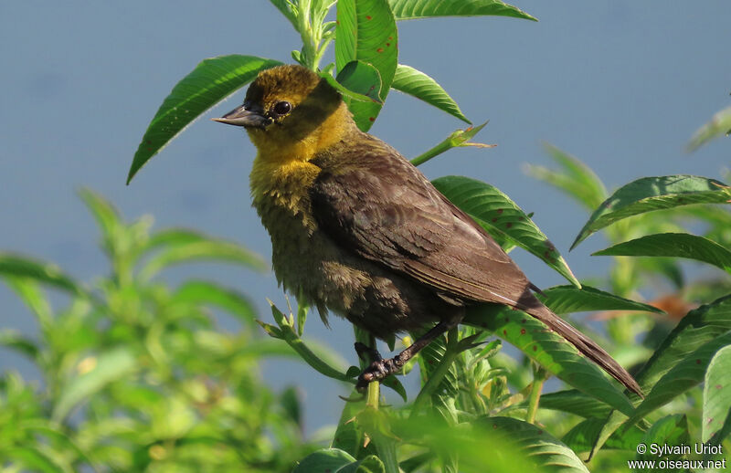 Yellow-hooded Blackbird female adult