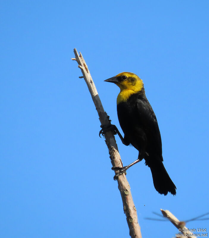 Yellow-hooded Blackbird male immature