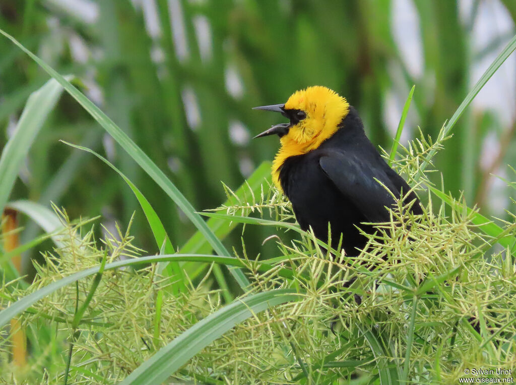 Carouge à capuchon mâle adulte