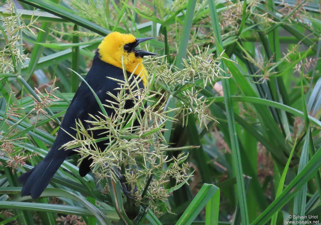 Carouge à capuchon mâle adulte