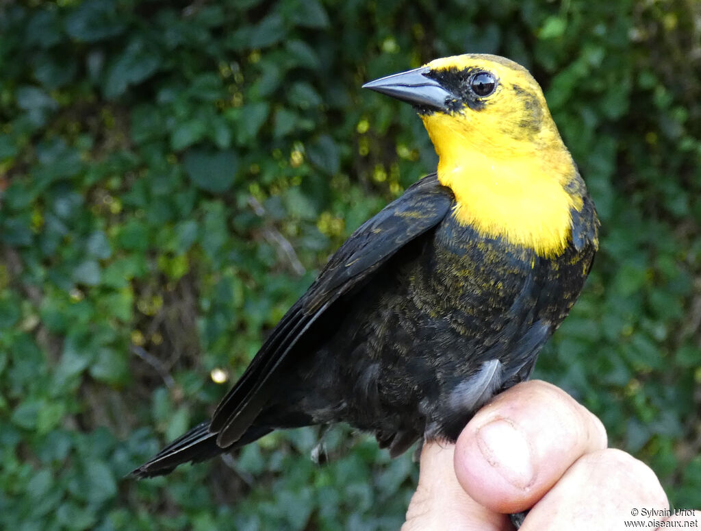 Carouge à capuchon mâle immature