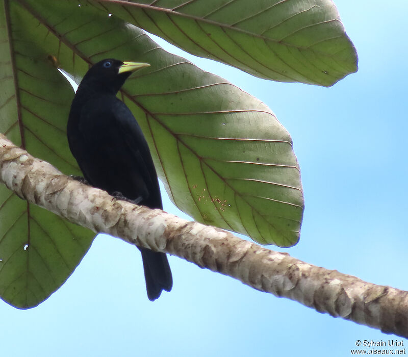 Red-rumped Caciqueadult