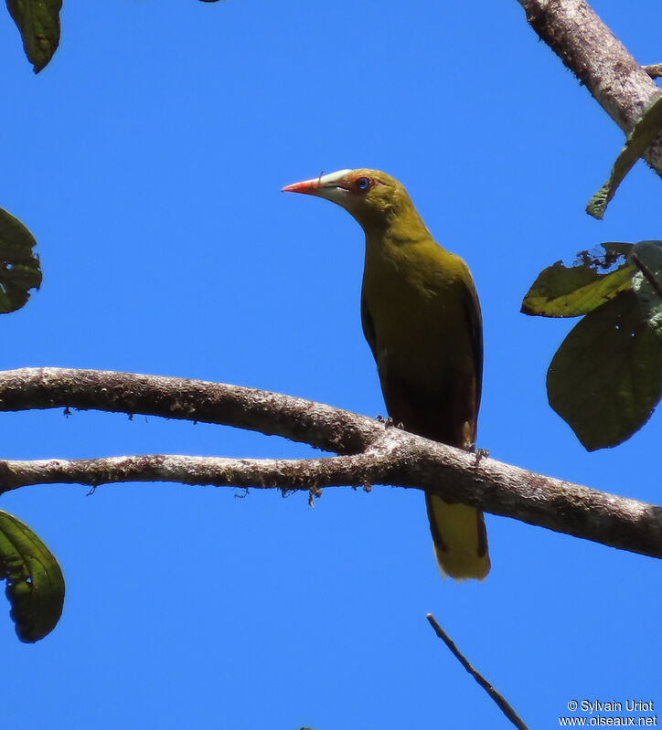 Green Oropendolaadult