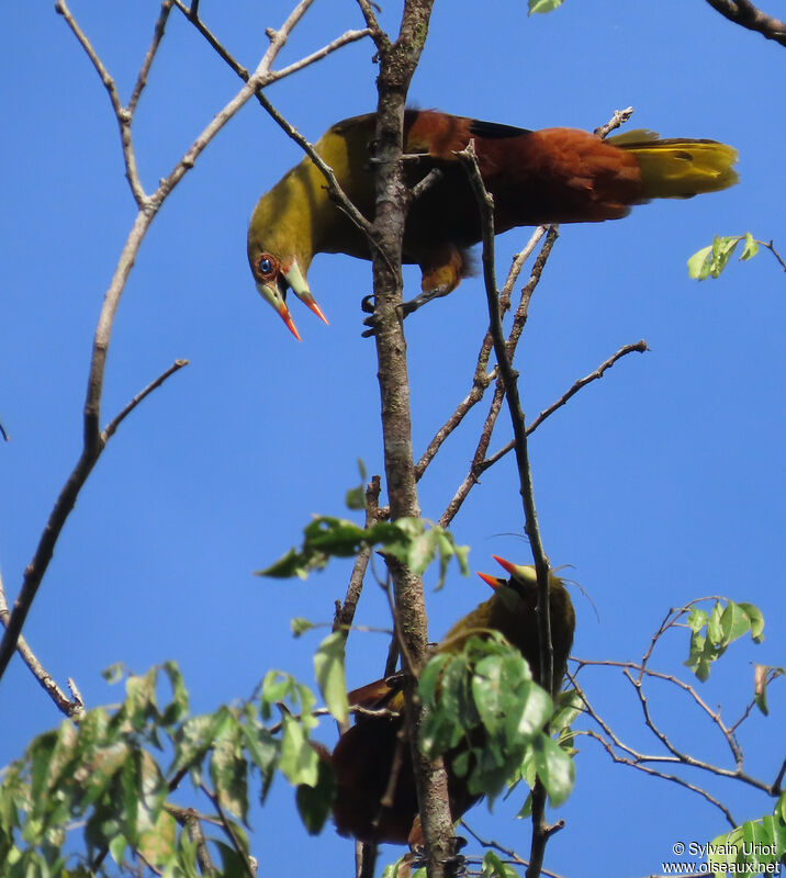 Green Oropendolaadult, courting display