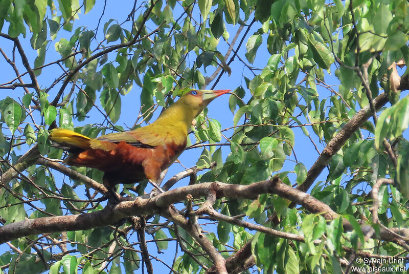 Green Oropendolaadult