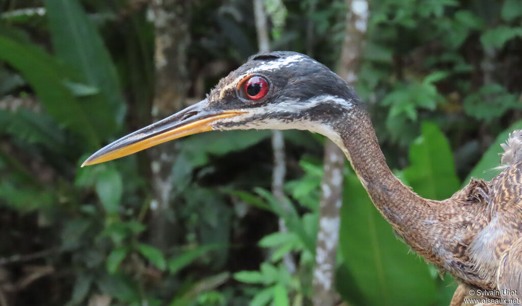 Caurale soleiladulte