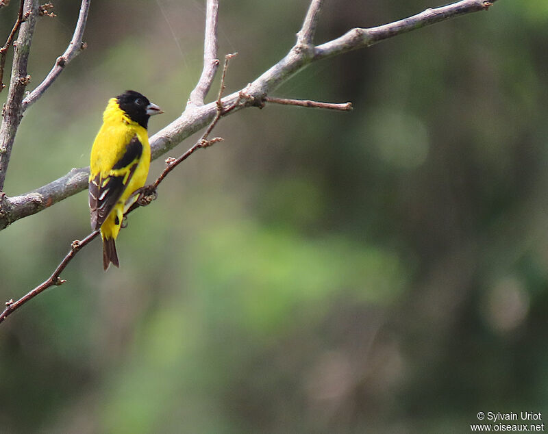 Saffron Siskin male adult