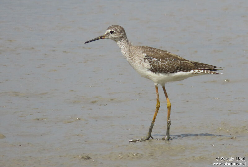 Lesser Yellowlegsadult post breeding