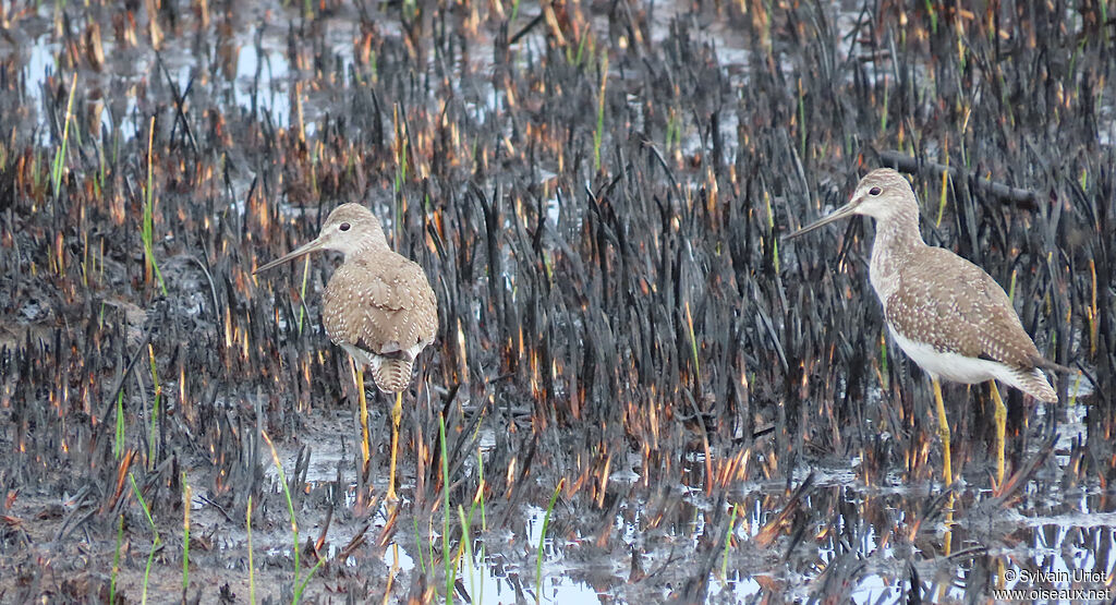 Chevalier criardadulte internuptial