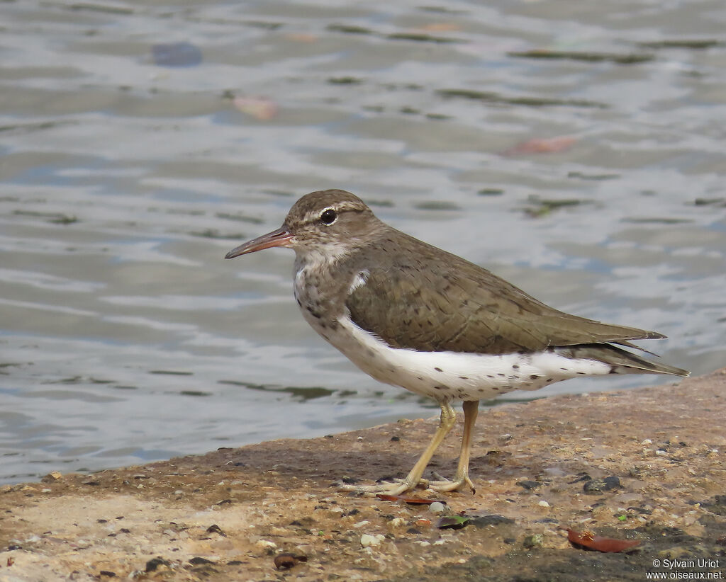 Spotted Sandpiper