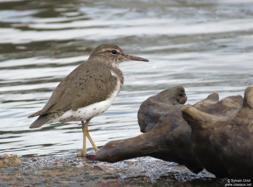 Spotted Sandpiper