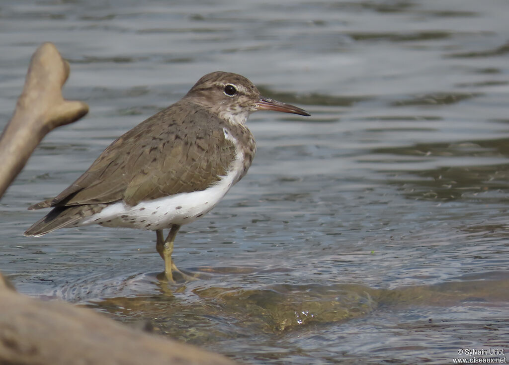 Spotted Sandpiper