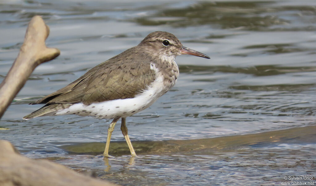 Spotted Sandpiper