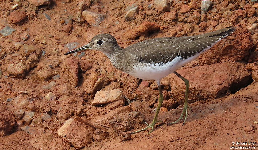 Chevalier solitaireadulte