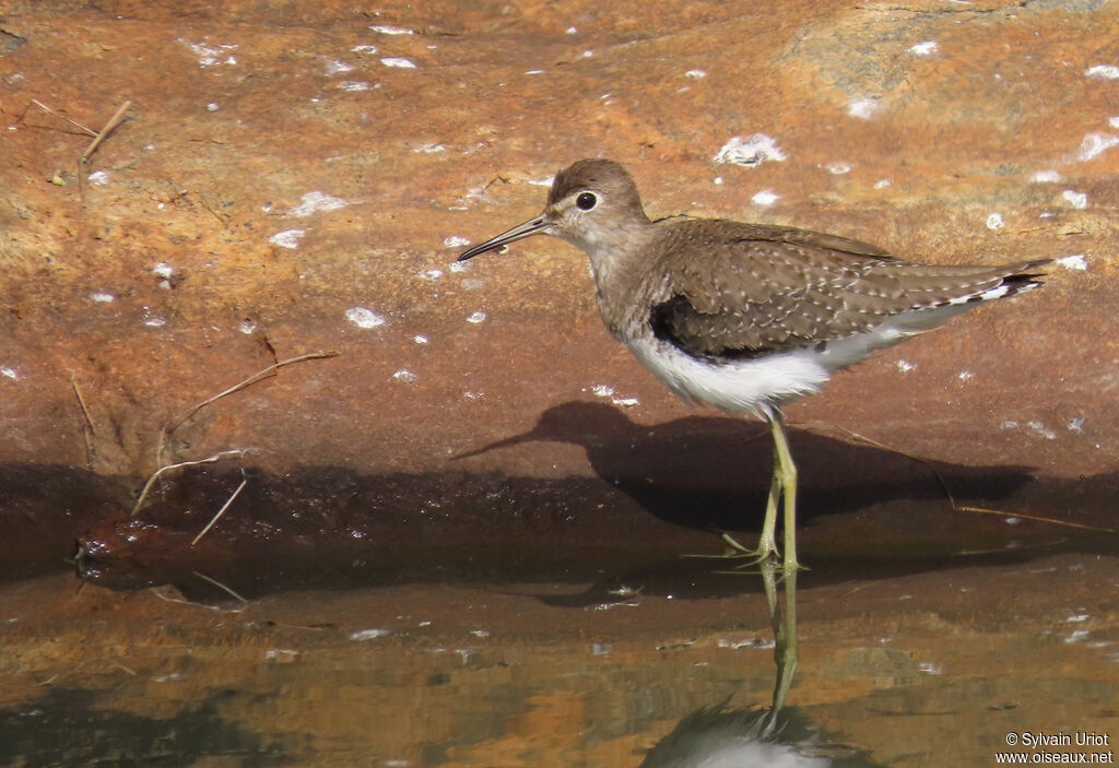 Chevalier solitaireadulte