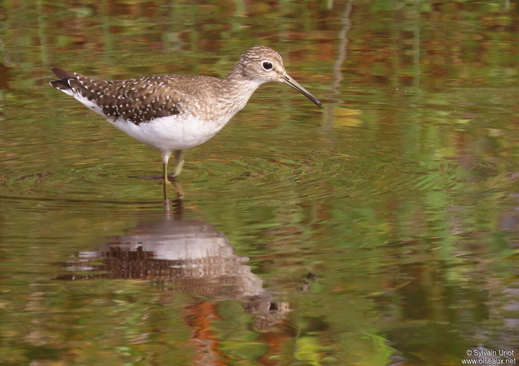 Chevalier solitaireadulte