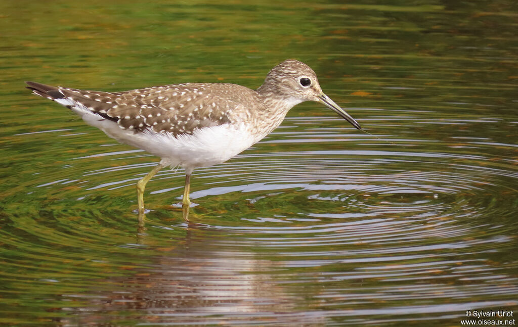Solitary Sandpiperadult post breeding