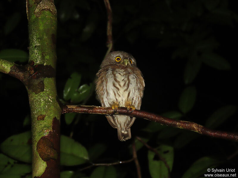 Amazonian Pygmy Owladult