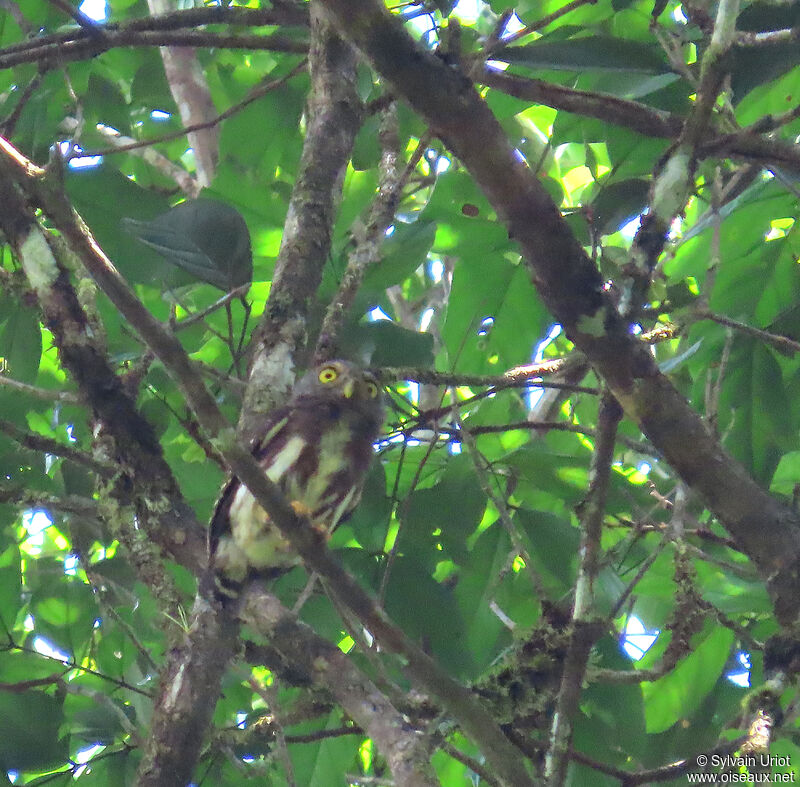 Amazonian Pygmy Owladult