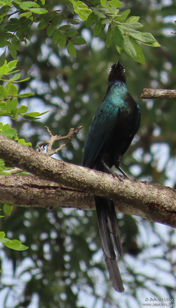 Long-tailed Glossy Starlingadult