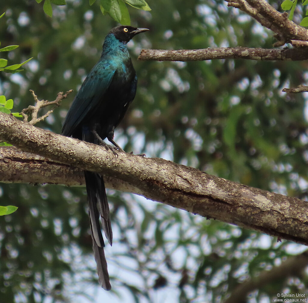 Long-tailed Glossy Starlingadult