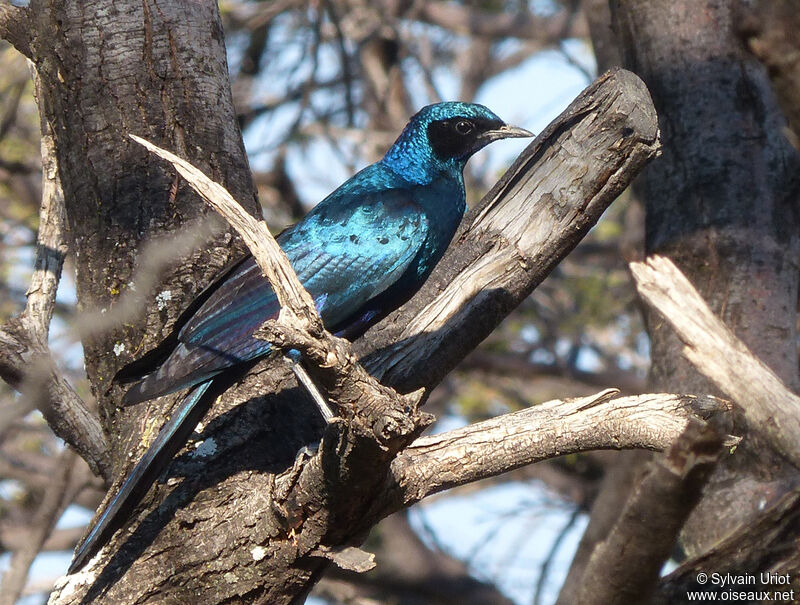 Burchell's Starling