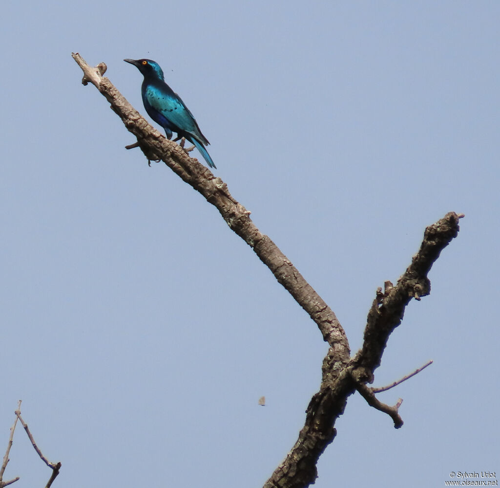 Lesser Blue-eared Starlingadult
