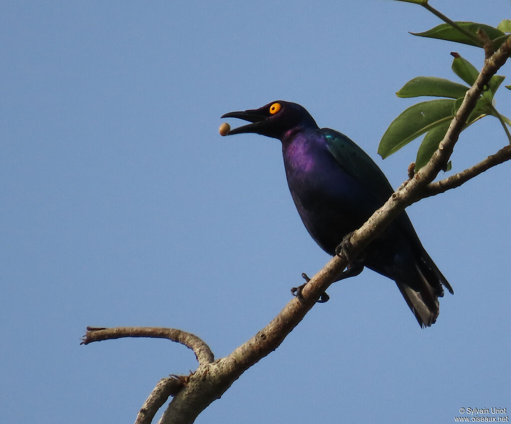 Purple Starlingadult