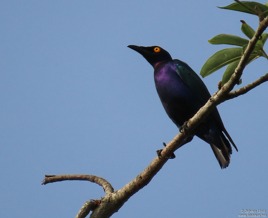 Purple Starlingadult